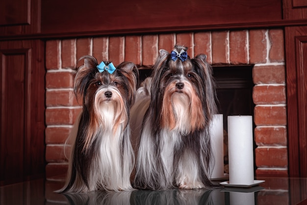 Un perro castor se sienta junto a la chimenea. Las velas blancas están encendidas Concepto de amor, relaciones, familia y personas del perro.