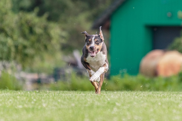 Perro Catahoula corriendo en el campo en la competencia de carreras de señuelos