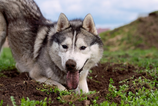 Perro cava el suelo