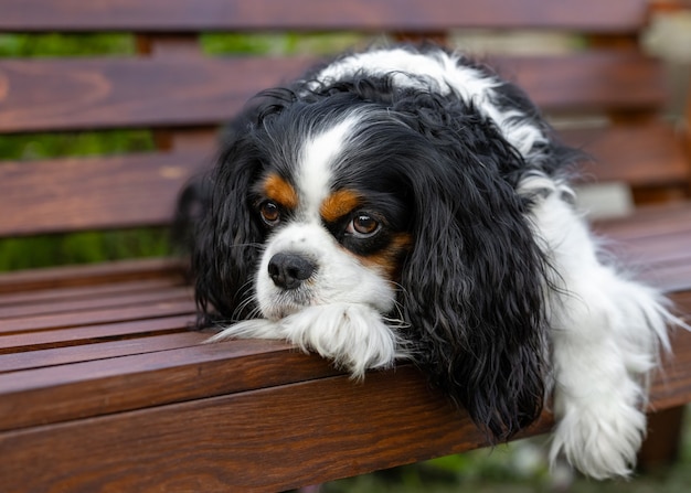 Foto el perro cavalier king charles spaniel está acostado en un banco de madera descansando.