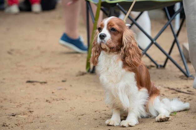 El perro Cavalier King Charles Spaniel en la exposición canina