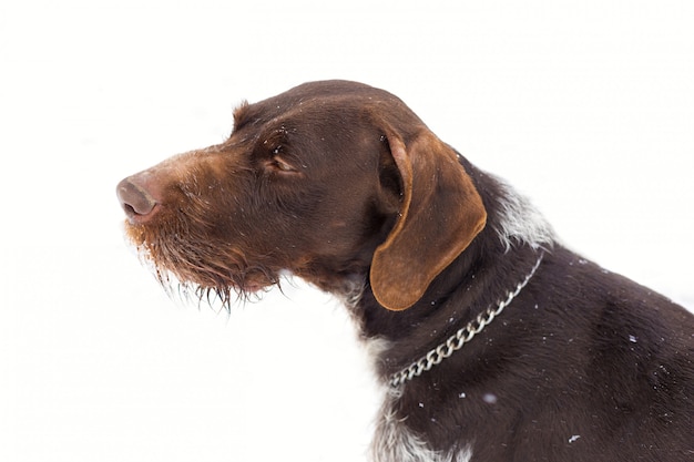 Perro de caza alemán en la nieve