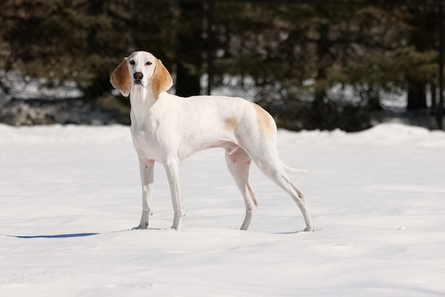 Perro de caza blanco en la nieve blanca