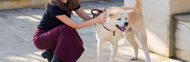 Perro de caza japonés raza kisyu Hermoso retrato de un perro blanco de cerca