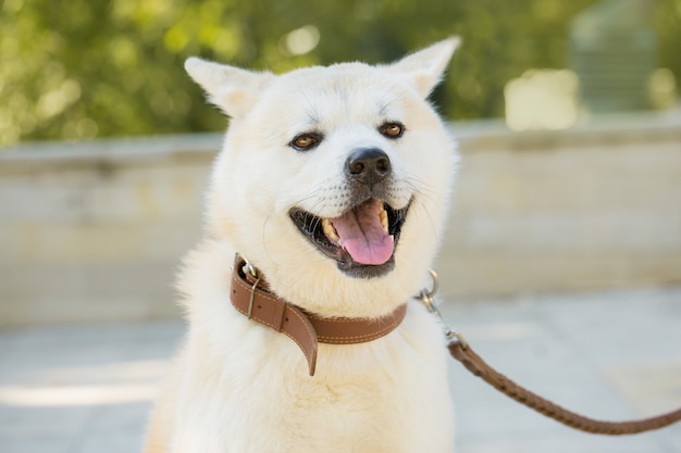 Perro de caza japonés raza kisyu, hermoso retrato de un perro blanco de cerca