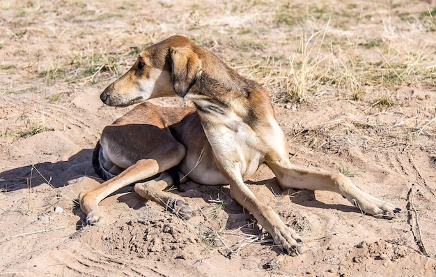 Perro de caza kazajo