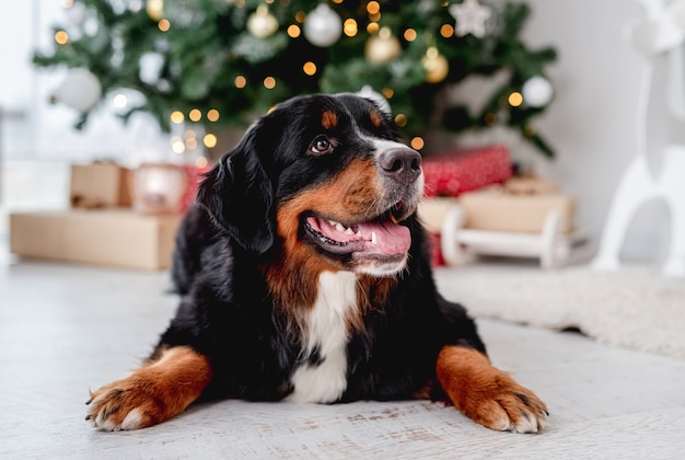 Perro cerca del árbol de Navidad en casa