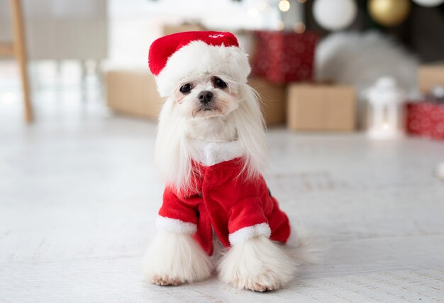 Perro cerca del árbol de Navidad en casa