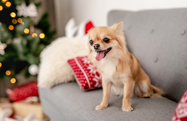 Perro cerca del árbol de Navidad en casa