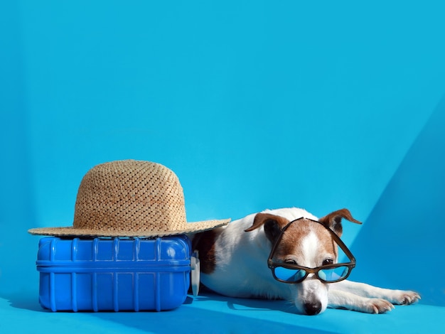 Perro cerca de maleta y sombrero fondo azul