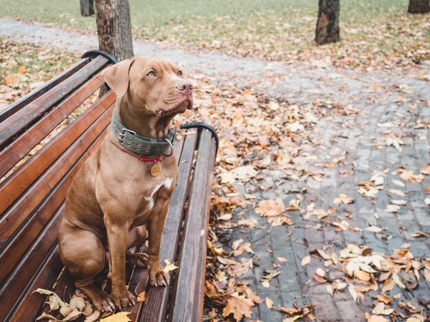 Perro de cerca en el parque otoño