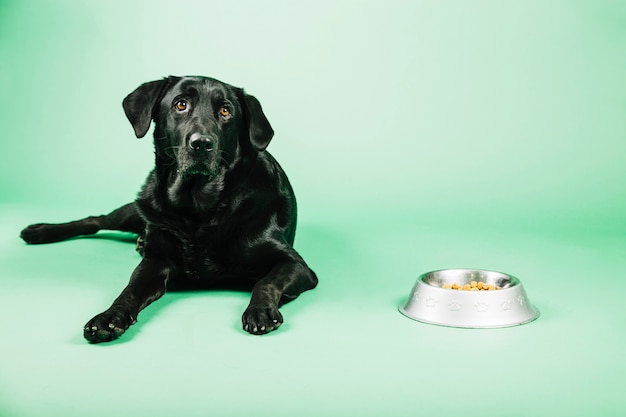 Foto perro cerca de un tazón con comida