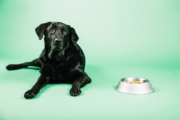 Perro cerca de un tazón con comida