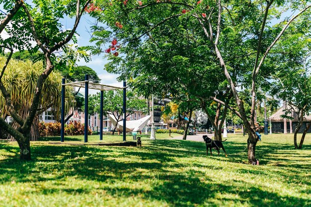 Foto perro en el césped en un parque urbano tropical en la polinesia francesa