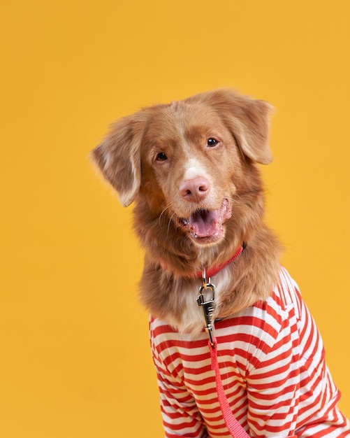 Perro en un chaleco sobre un fondo amarillo Gracioso perro perdiguero de peaje de pato de Nueva Escocia en ropa