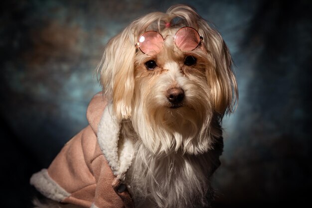 Un perro con chaqueta y gafas.