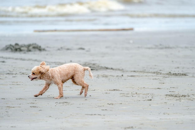 El perro de charco activo feliz corre y salta en la playa BangSean en la provincia de Chonburi, Tailandia.