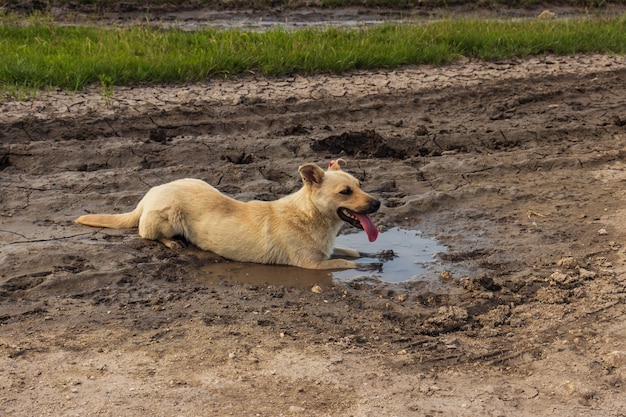 Perro en charco