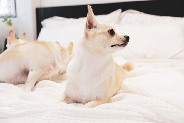 Perro Chihuahua acostado en una cama con una sábana blanca.