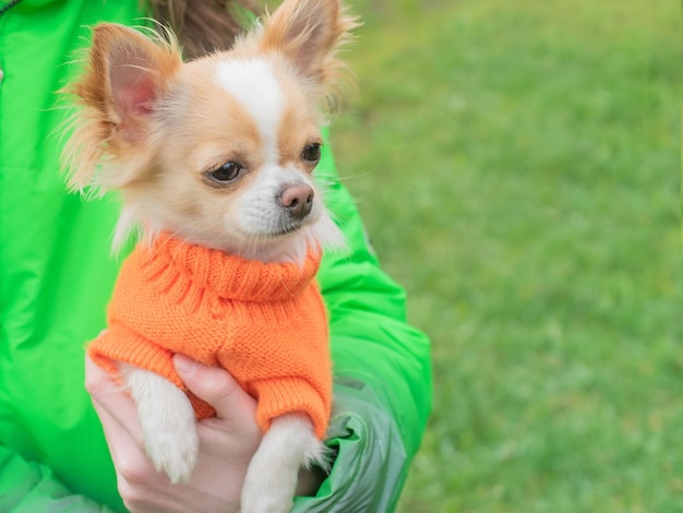 Perro chihuahua blanco en un suéter naranja en los brazos de una niña Mascota