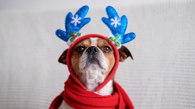 Perro chihuahua con borde de cuerno de ciervo y pañuelo rojo sentado en el entrenador. Feliz Navidad. Feliz Año Nuevo.