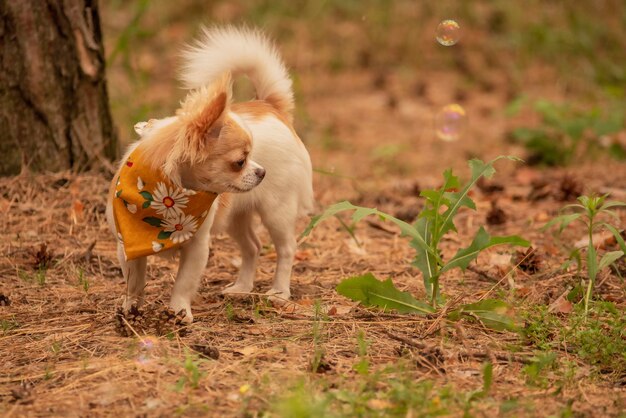 Perro chihuahua en el bosque Mini perro de pura raza Animal mascota