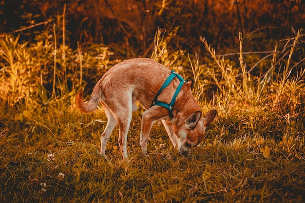 Foto perro chihuahua caminando alrededor de un parque con paisaje de puesta de sol