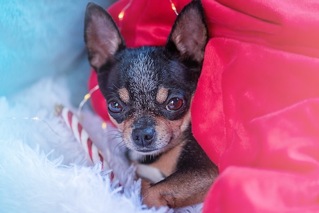 Perro Chihuahua en casa en un plaid en las vacaciones de Navidad o Año Nuevo. Concepto de Navidad festiva.