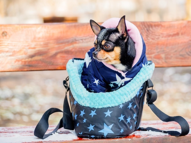 Perro chihuahua en una chaqueta en un banco de madera Perro mascota Perro en una bolsa de transporte