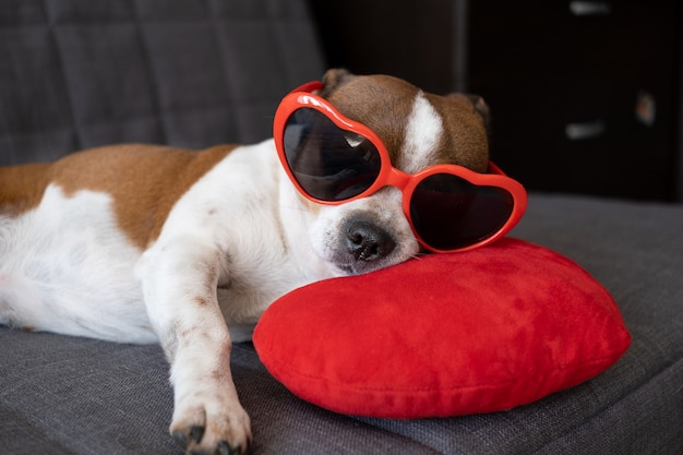 Perro chihuahua con corazón de peluche rojo en gafas de sol de corazón