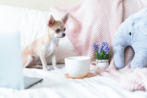 Perro Chihuahua cubierto de una manta con una taza de té o café caliente