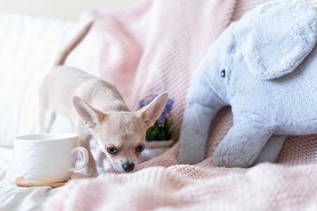 Perro Chihuahua cubierto de una manta con una taza de té o café caliente