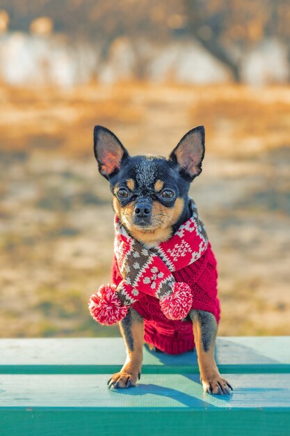 Perro Chihuahua en la estación fría con un suéter y bufanda. Mascota a pasear. El perro en el banco.