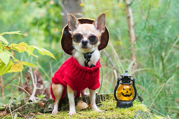 Un perro chihuahua con gafas negras se sienta junto a jack olantern el día de halloween