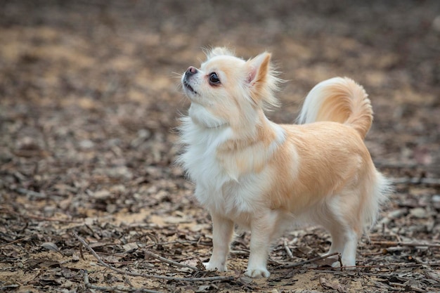 Foto un perro chihuahua gracioso jugando en un campo de arena