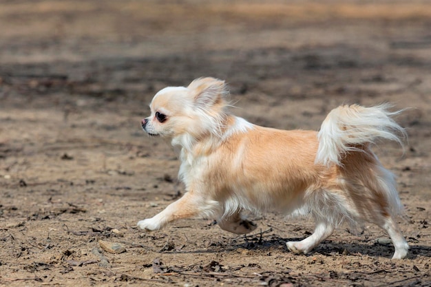 Foto un perro chihuahua gracioso jugando en un campo de arena