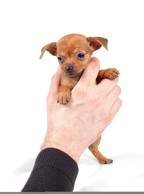 Foto el perro chihuahua hace poses divertidas.