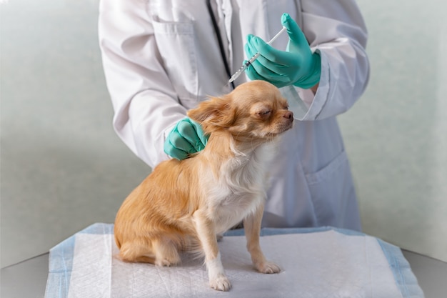 Un perro chihuahua ingresa en la clínica veterinaria. Ella está siendo vacunada.