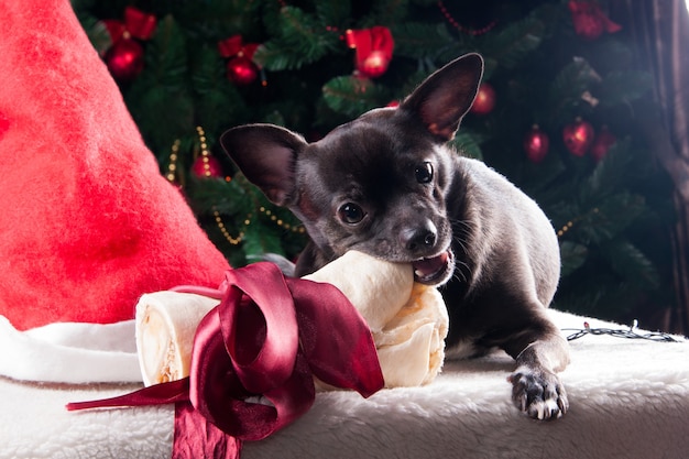 Perro chihuahua jugando con hueso de regalo navideño