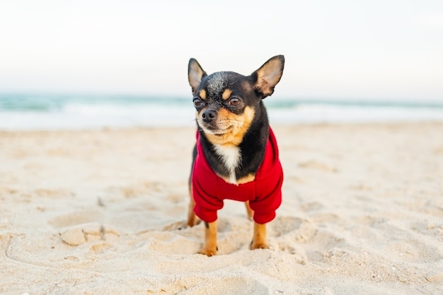 Perro chihuahua junto al mar. perro chihuahua caminando por la playa. Perro negro con una sudadera con capucha roja.