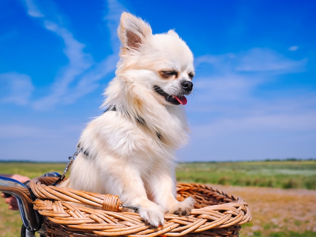 Perro Chihuahua montando en canasta de bicicleta