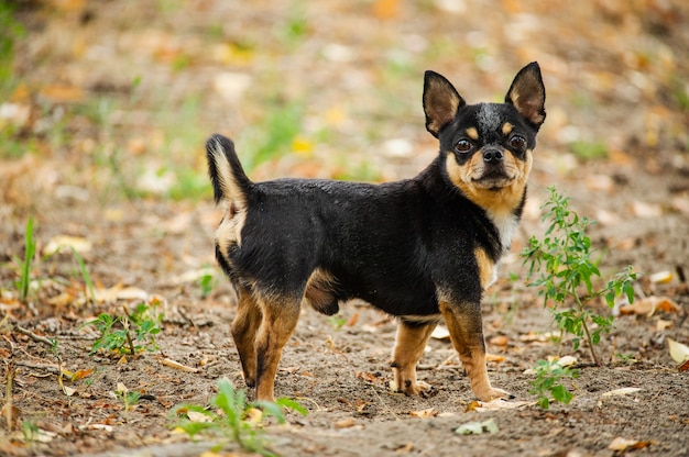 Perro chihuahua en la naturaleza