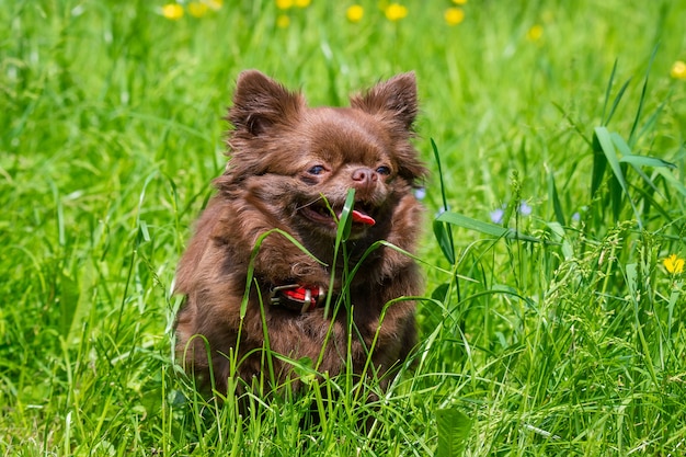 Perro chihuahua en el parque sobre la hierba verde