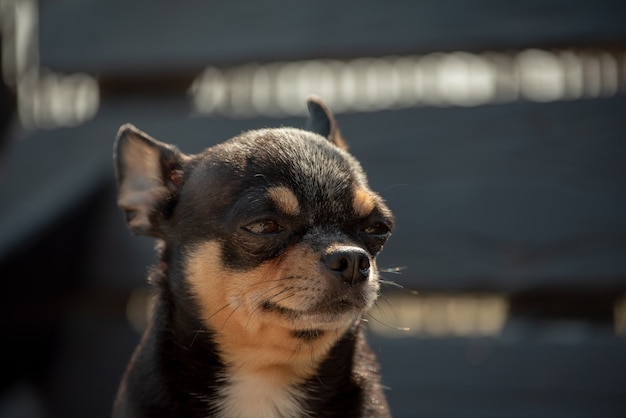 Perro chihuahua a pasear. Chihuahua negro, marrón y blanco.