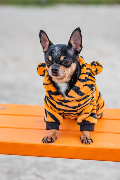 Perro Chihuahua. Paseos de perros Ropa de abrigo para perros. Perro Chihuahua en ropa en un banco