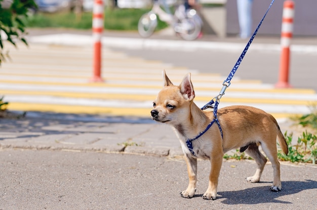 Perro chihuahua de pelo liso a pasear. Chihuahua en las calles de la ciudad. El perro se ve hermoso en la naturaleza, copie el espacio.