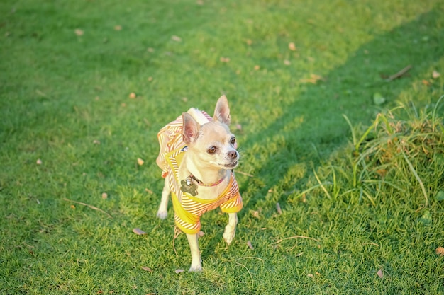 El perro de la chihuahua del primer en piso de la hierba delante de la casa texturizó el fondo