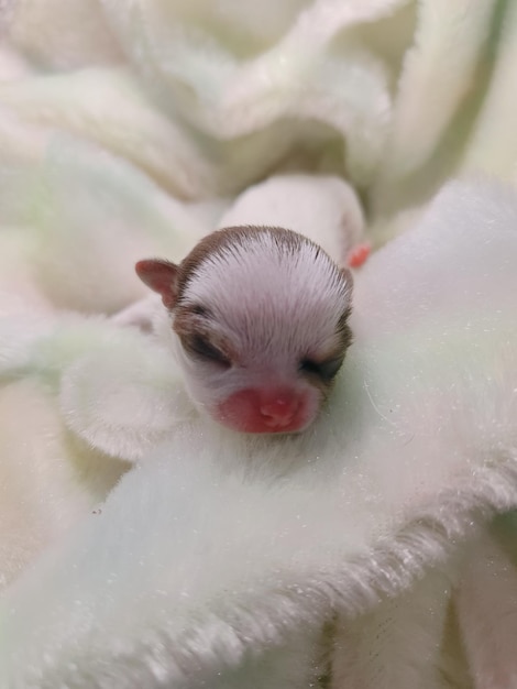 Foto perro chihuahua recién nacido