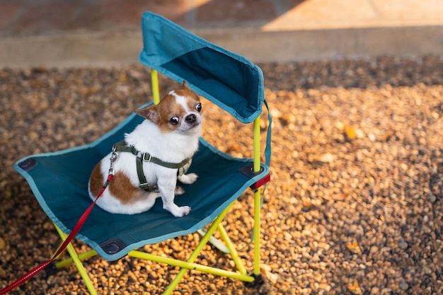 Perro chihuahua relajándose en la silla de camping al aire libre