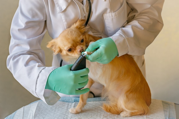 Un perro chihuahua rojo en la oficina del veterinario. La doctora está recortando sus garras en su pata delantera.